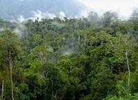 Didalam hutan lebat