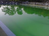 Di bawah kolam hijau