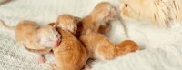 Pengalaman anak kucing