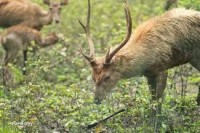 Rusa yang salahsangka