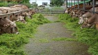 Sapi di peternakan
