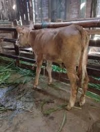 Sapi di peternakan