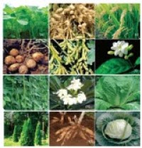 Image of Tumbuh-tumbuhan dan kita