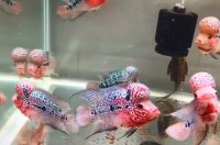 Ikan hias