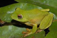 Katak hijau