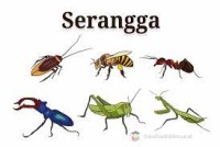 Serangga dan hewan kecil