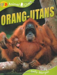 Image of Orang Utan