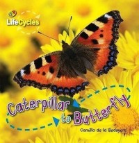 Caterpillar to Butterfly Daur Hidup Kupu-Kupu