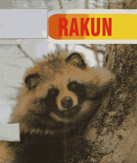 Image of Rakun