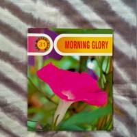 Morning Glory