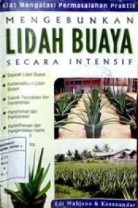Mengebunkan Lidah Buaya secara intensif