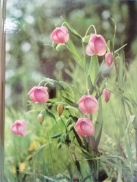 Wildflower Gardening